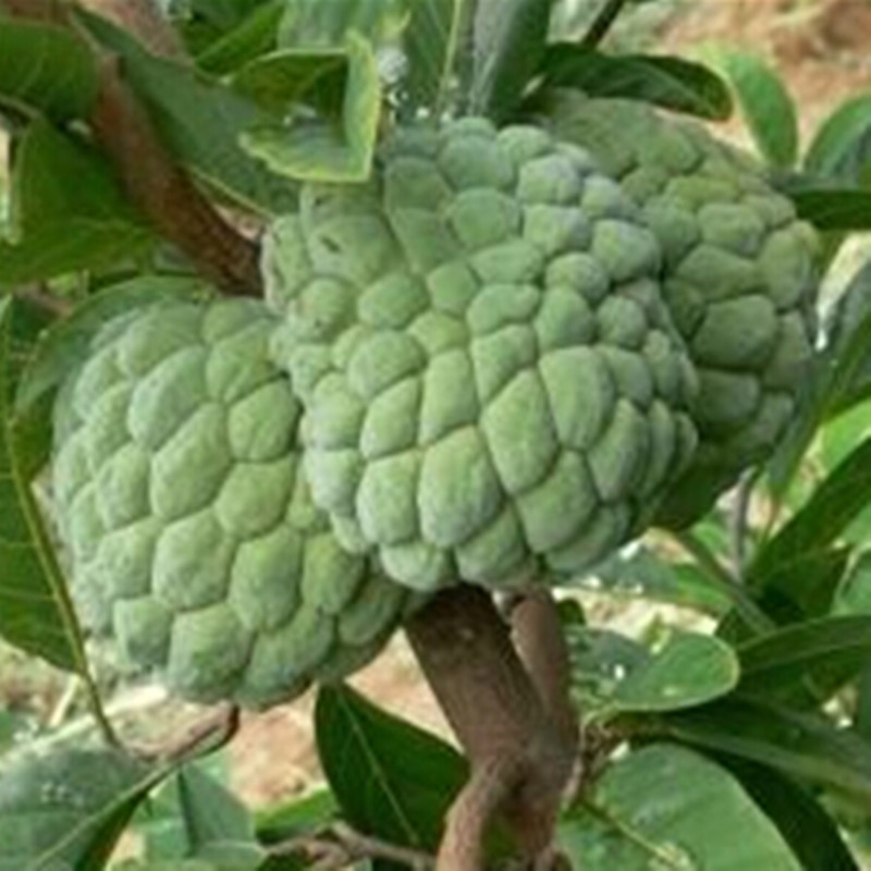 fruit-seeds-graviola-font-b-soursop-b-font-guanabana-annona-muricata-tropical-seed-1pcs-lot