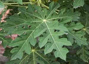Papaya-leaves-336x243