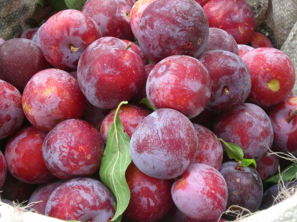 close-up-plums