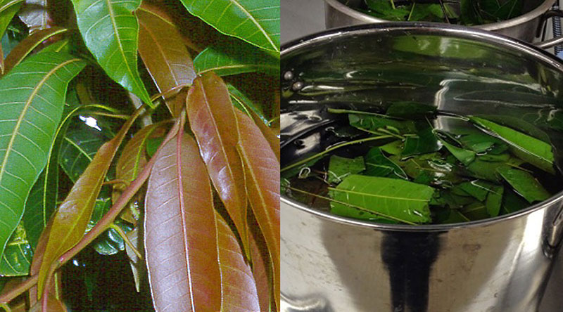 mango-leaf-tea