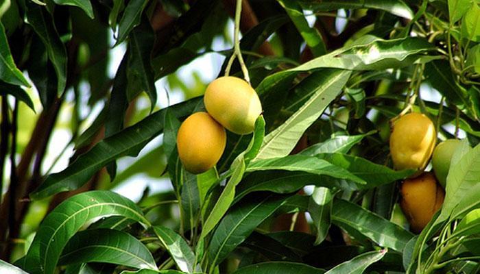mango-leaves-tea-cure-diabetes_45_1