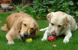 Dogs-eating-apples