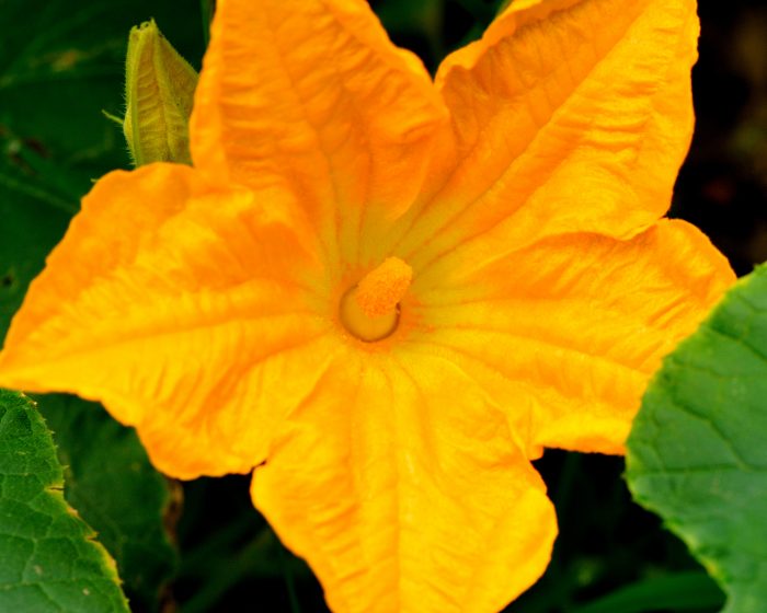 Pumpkin Flower