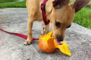 how-can-dogs-eat-mango