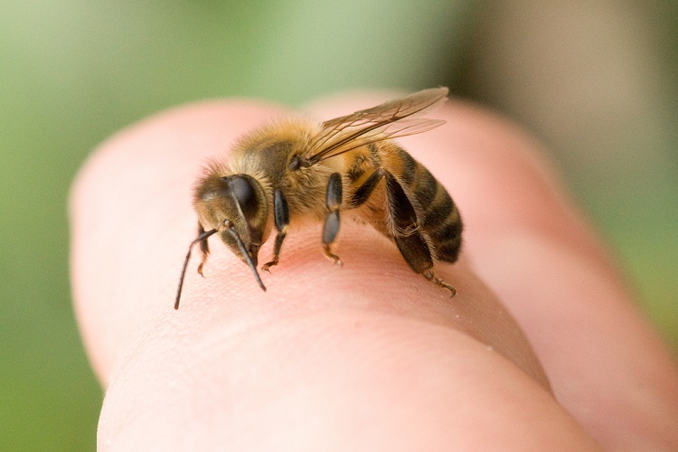 ပျားတုပ်ခံရရင် အသက်အန္တရာယ်မဖြစ်ဖို့ အမြန်ဆုံး လုပ်ဆောင်သင့်တဲ့ အရာများ